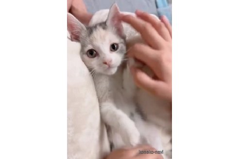 販売中の岡山県のスコティッシュストレート-64381